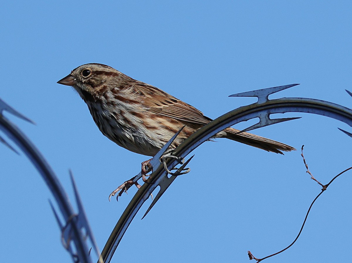 Song Sparrow - ML644935119