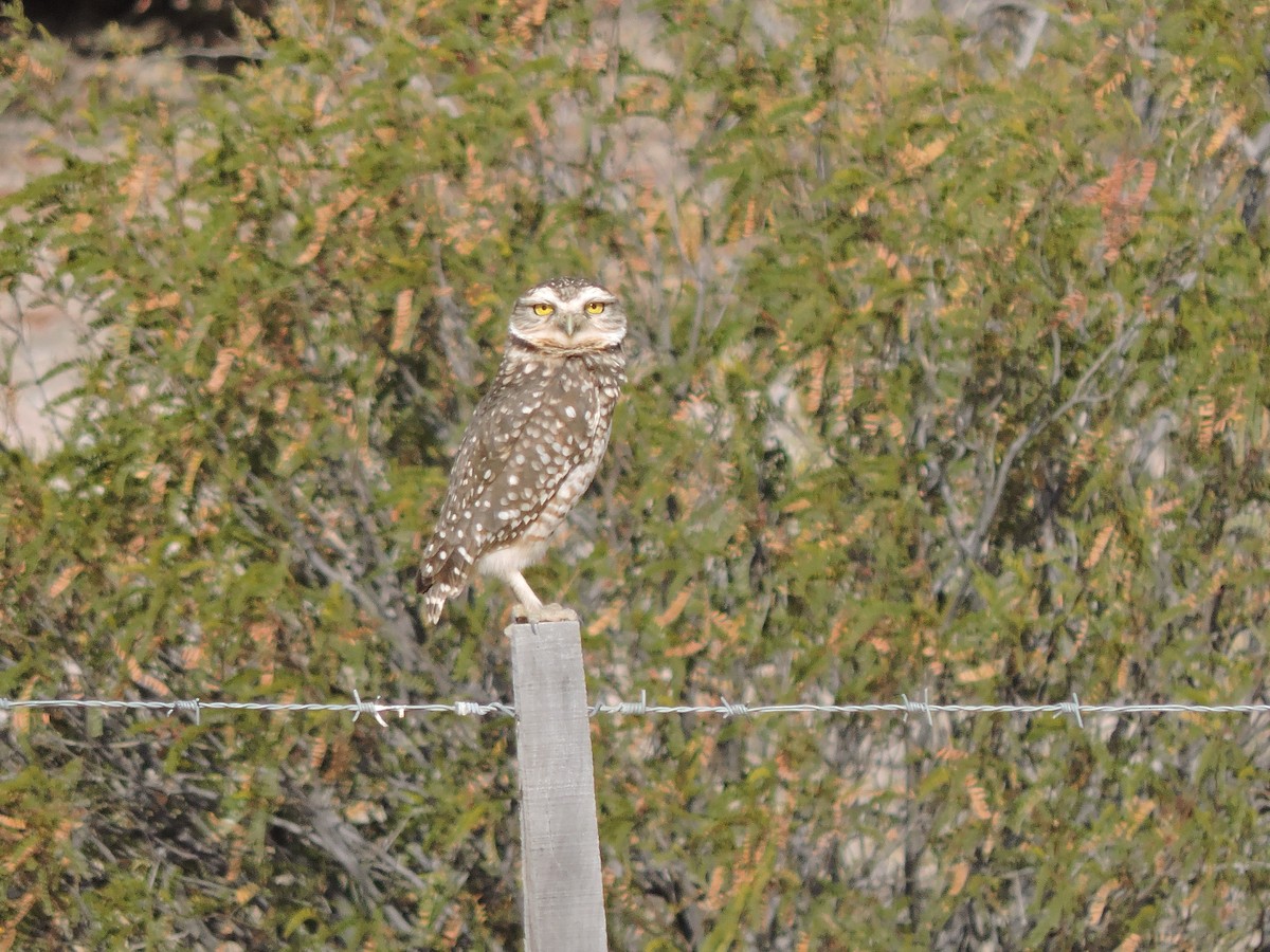 Burrowing Owl - ML644935121