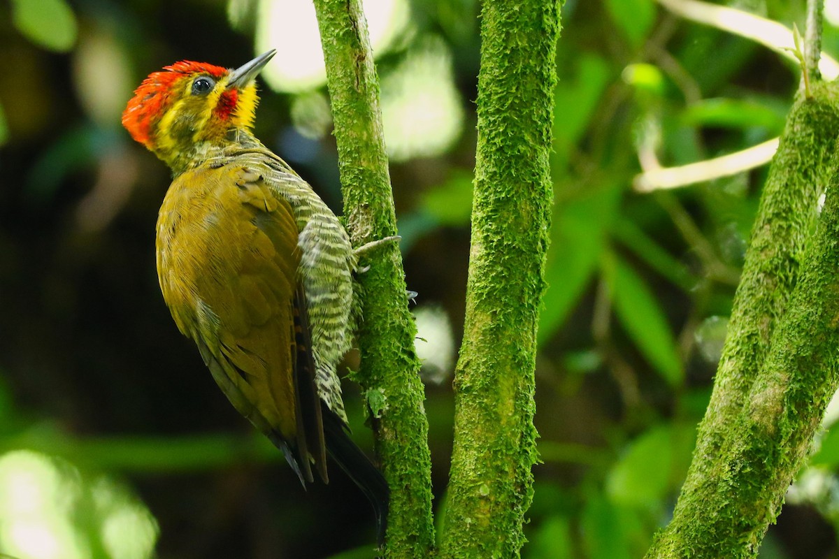 Altın Kaşlı Ağaçkakan - ML644935133