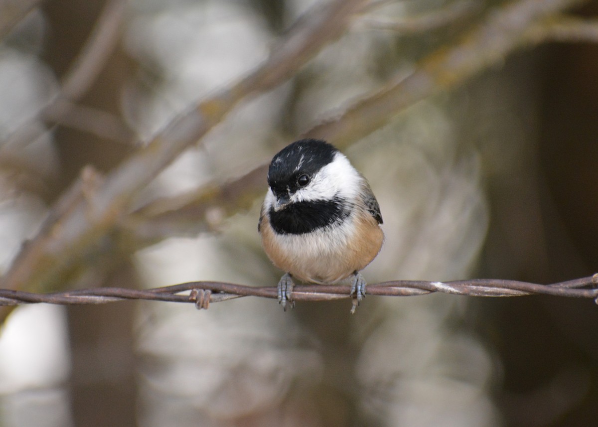Black-capped Chickadee - ML644935139
