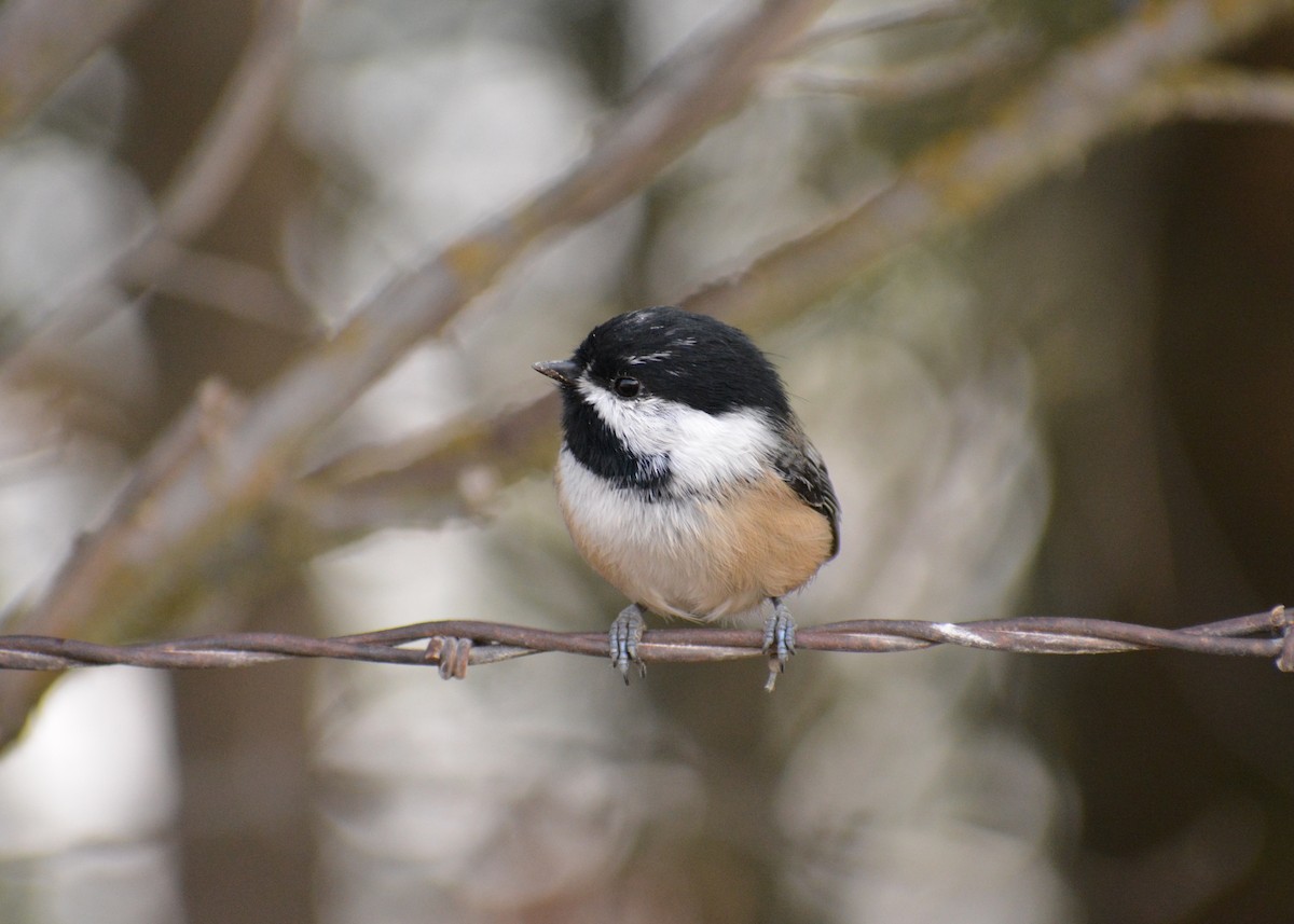 Black-capped Chickadee - ML644935140