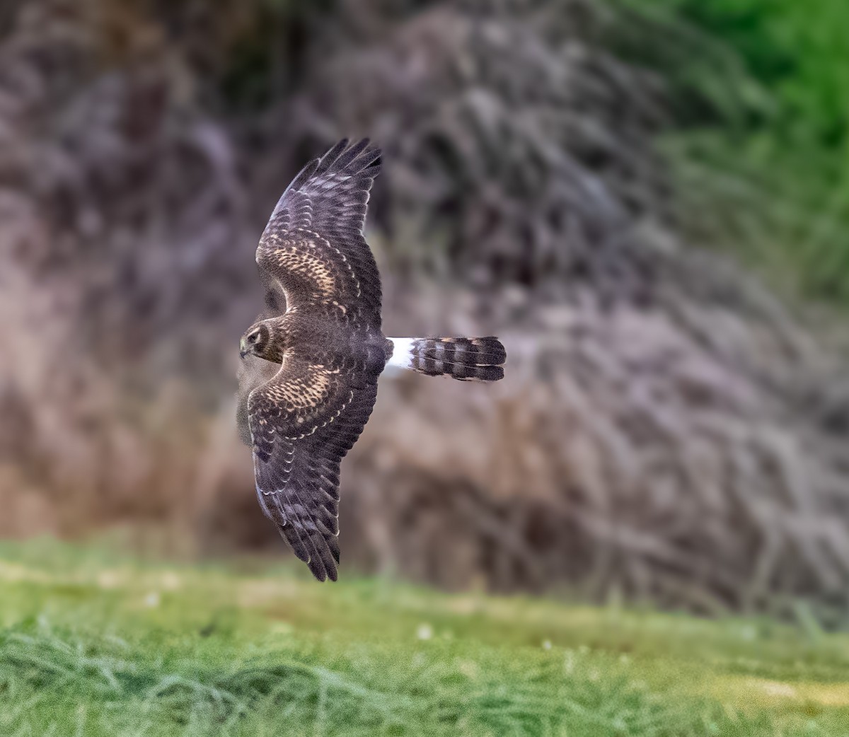 moták severoamerický - ML644935144