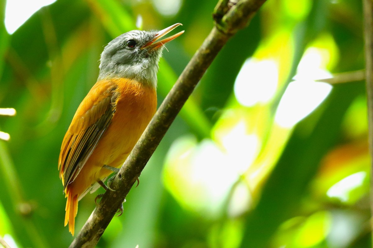 Gray-hooded Attila - ML644935150