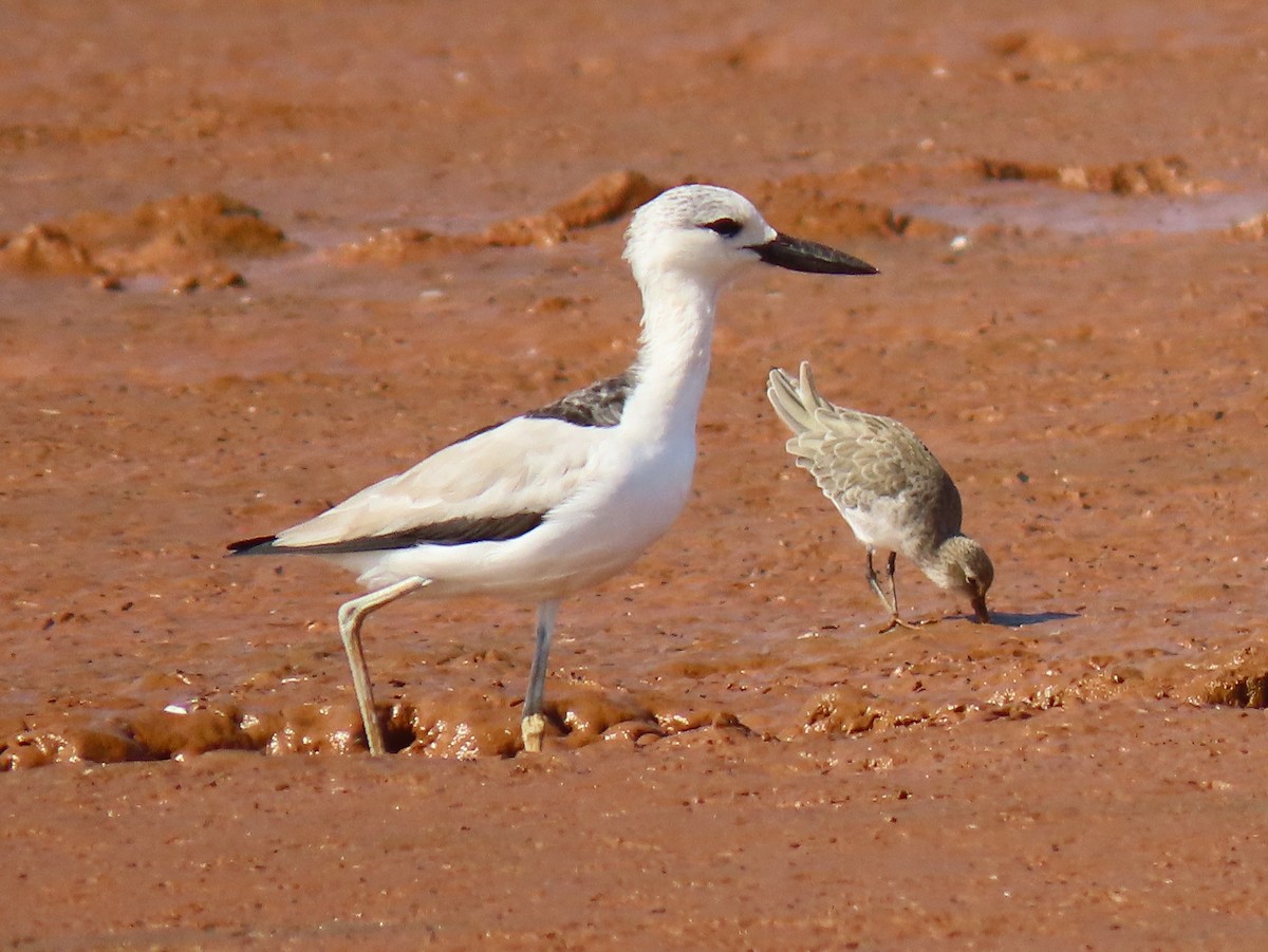 Crab-Plover - ML644935151