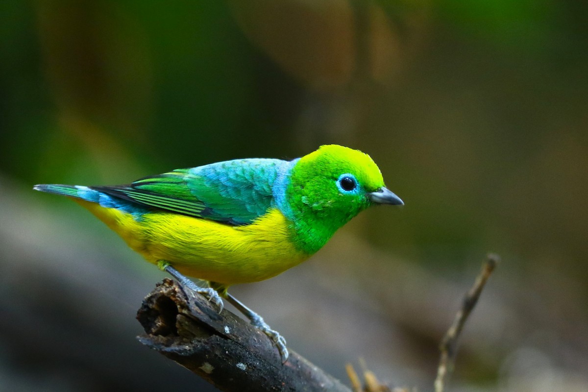 Blue-naped Chlorophonia - ML644935161