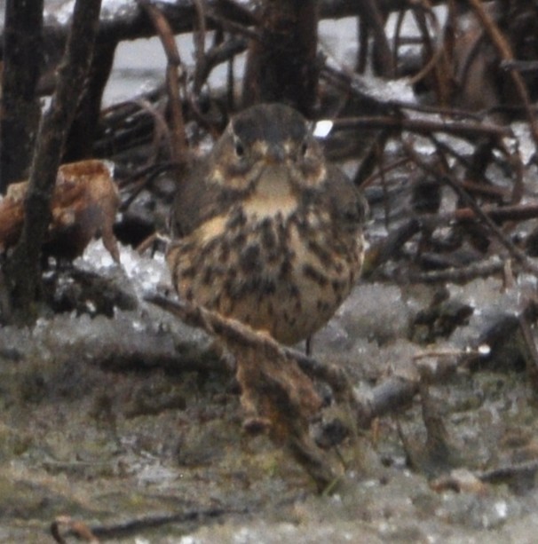 American Pipit - ML644935164