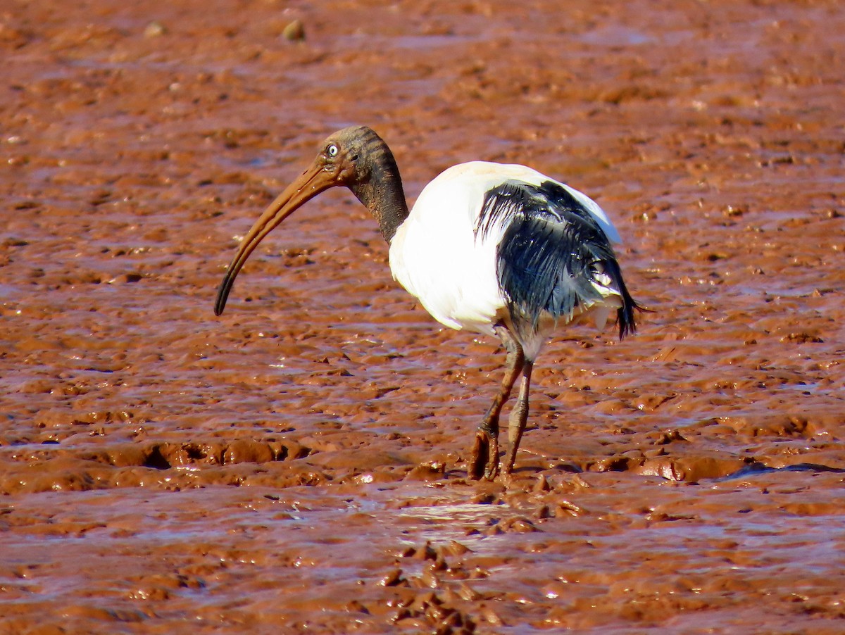 Malagasy Sacred Ibis - ML644935165