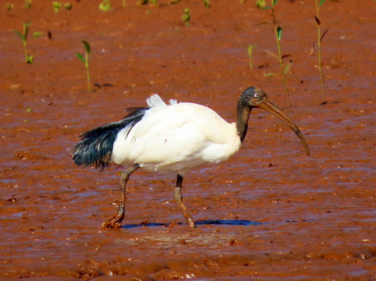 Malagasy Sacred Ibis - ML644935169