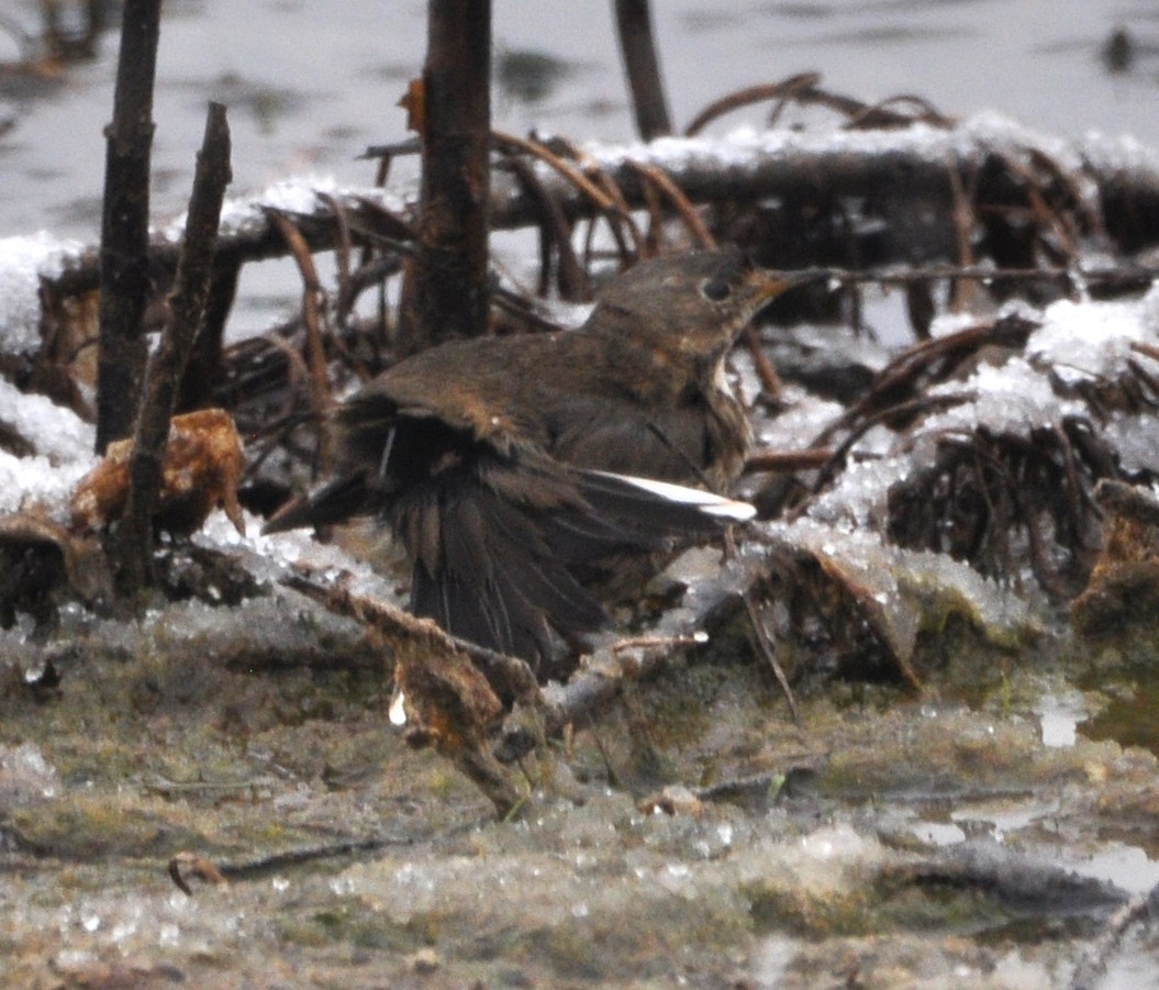 American Pipit - ML644935171