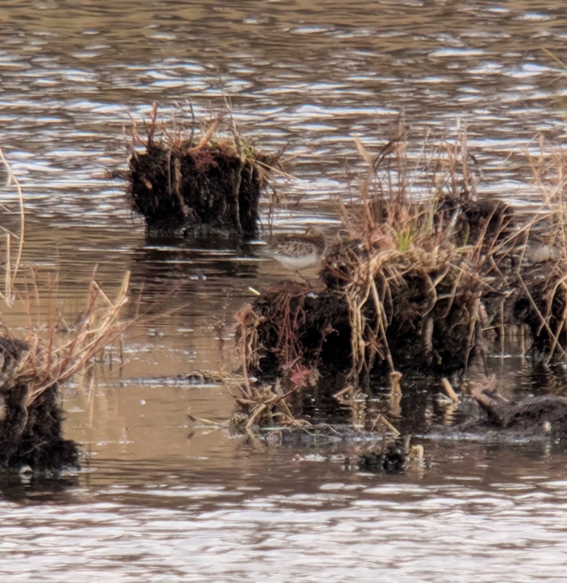 חופית כהת-חזה - ML644935179