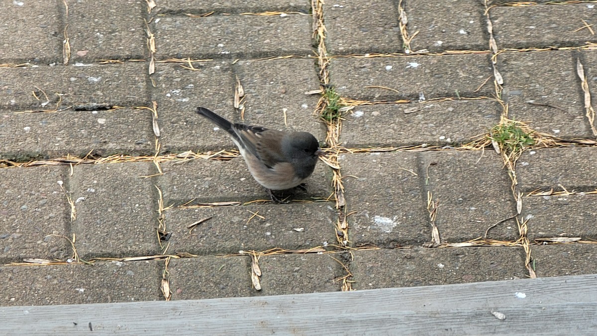 Dark-eyed Junco (Oregon) - ML644935200
