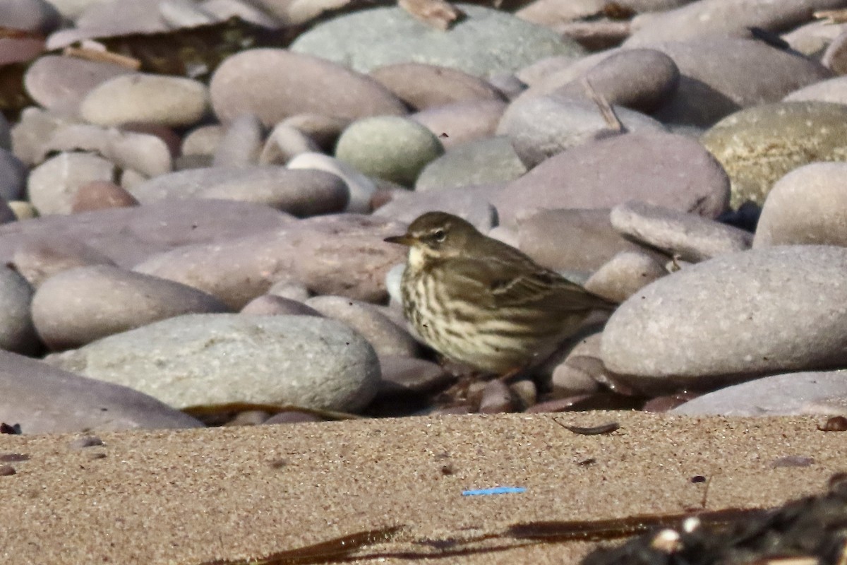 Bisbita Costero - ML644935201