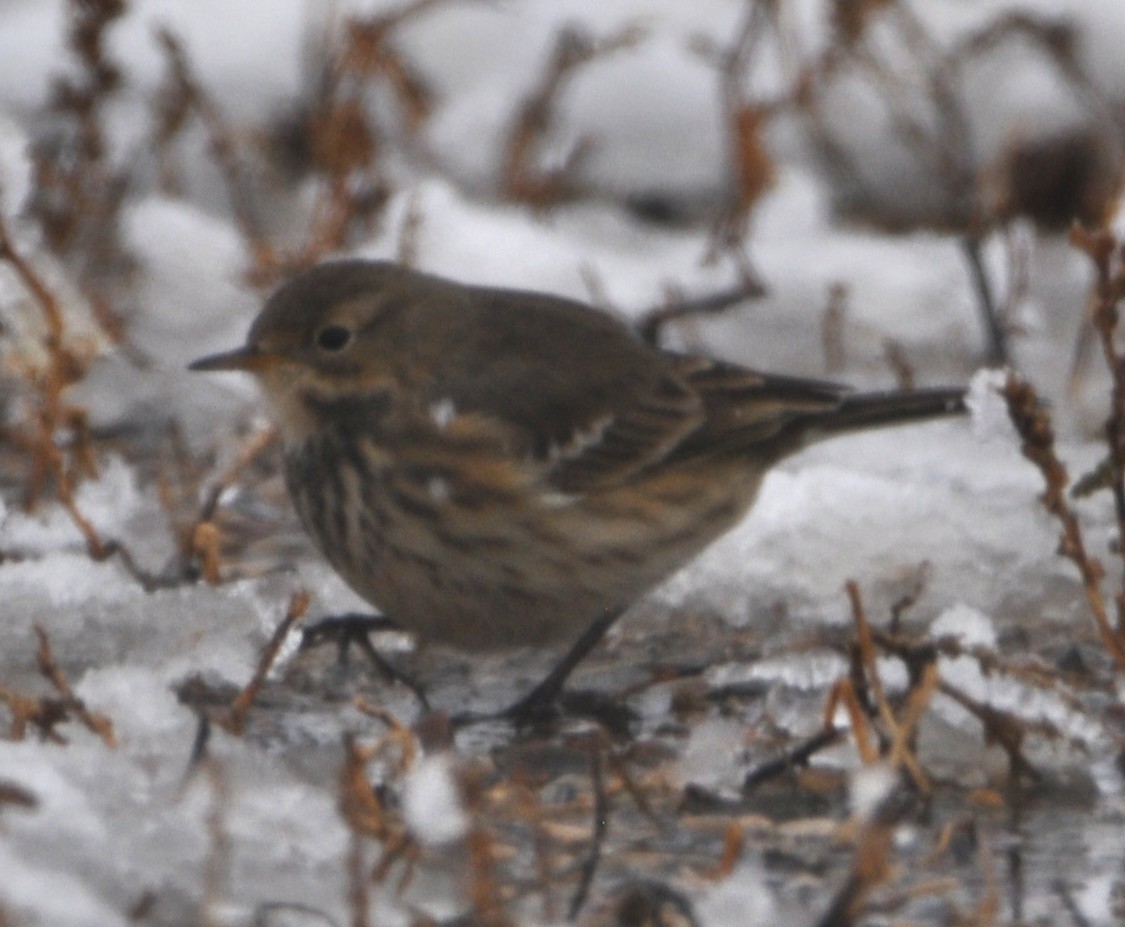 American Pipit - ML644935202