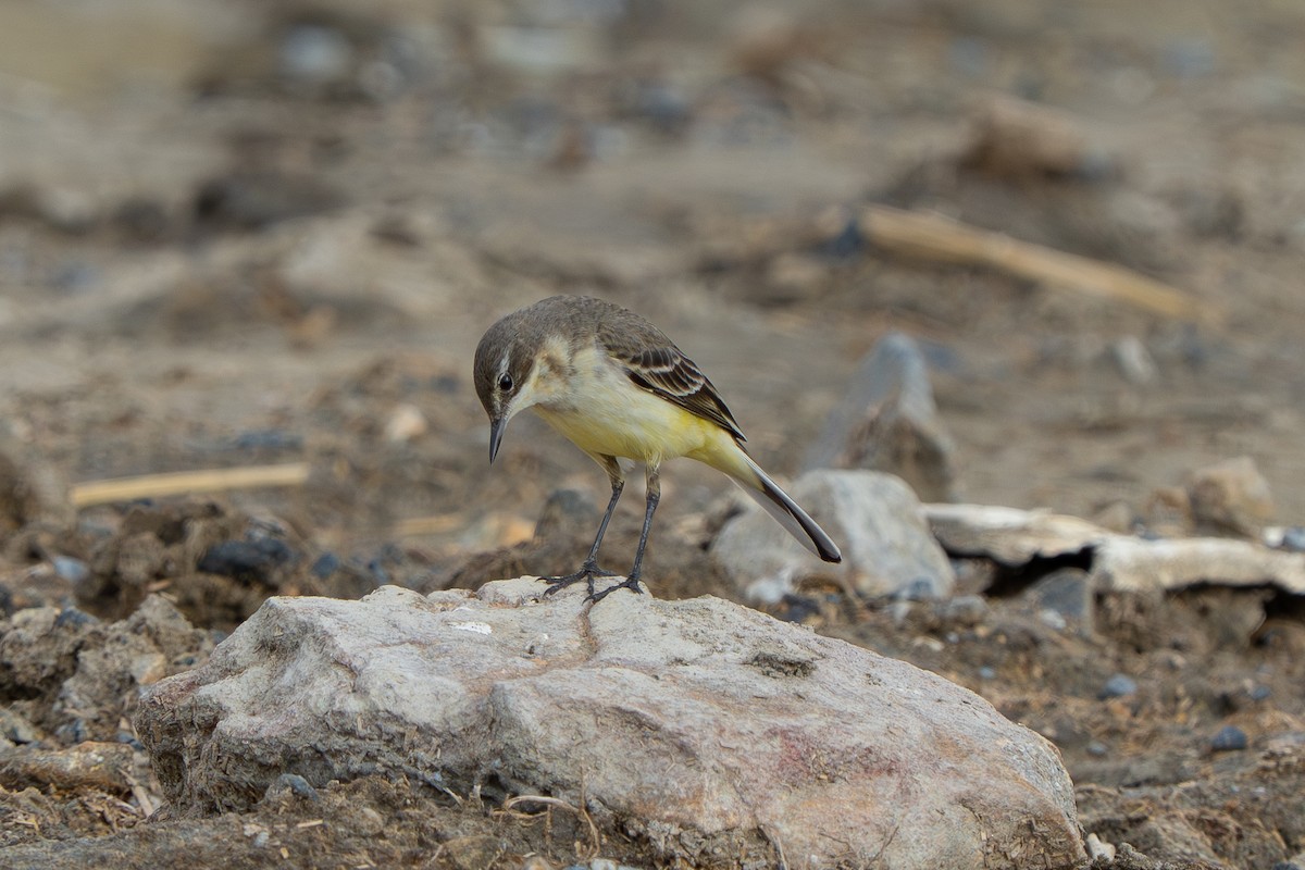 Western Yellow Wagtail - ML644935213