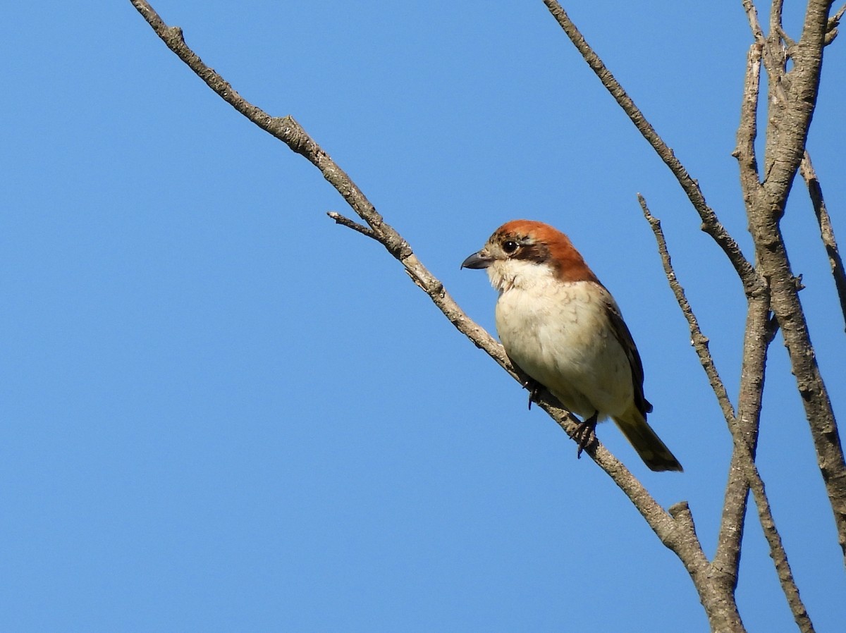Woodchat Shrike - ML644935214