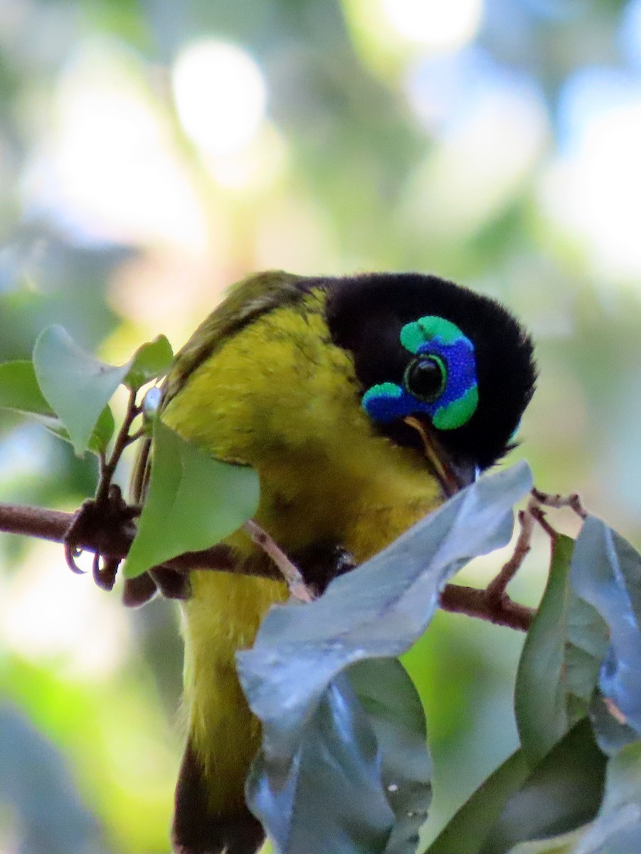 Schlegel's Asity - ML644935216