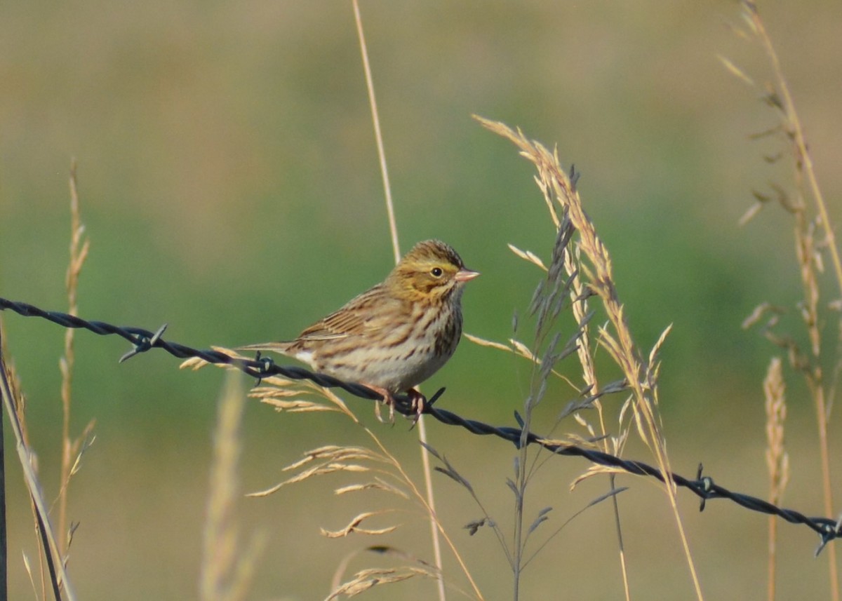 Savannah Sparrow - ML644935233