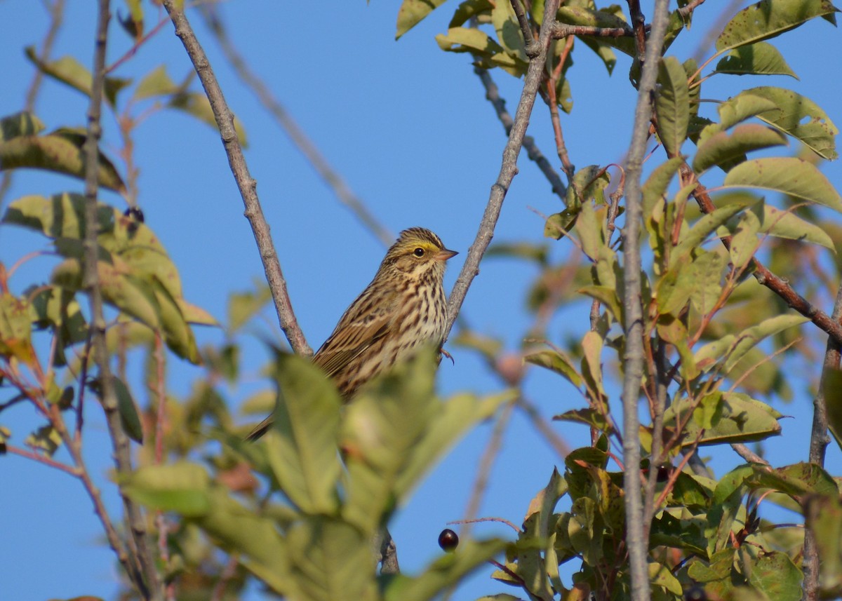 Savannah Sparrow - ML644935234