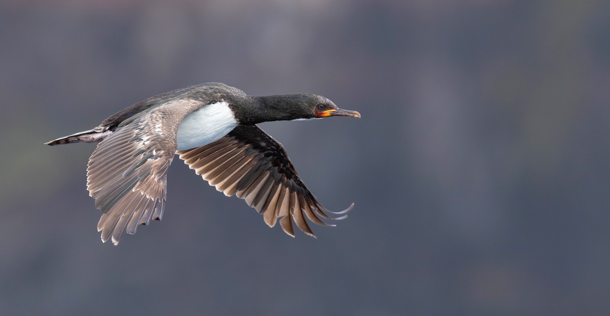 Campbell Islands Shag - ML644935266