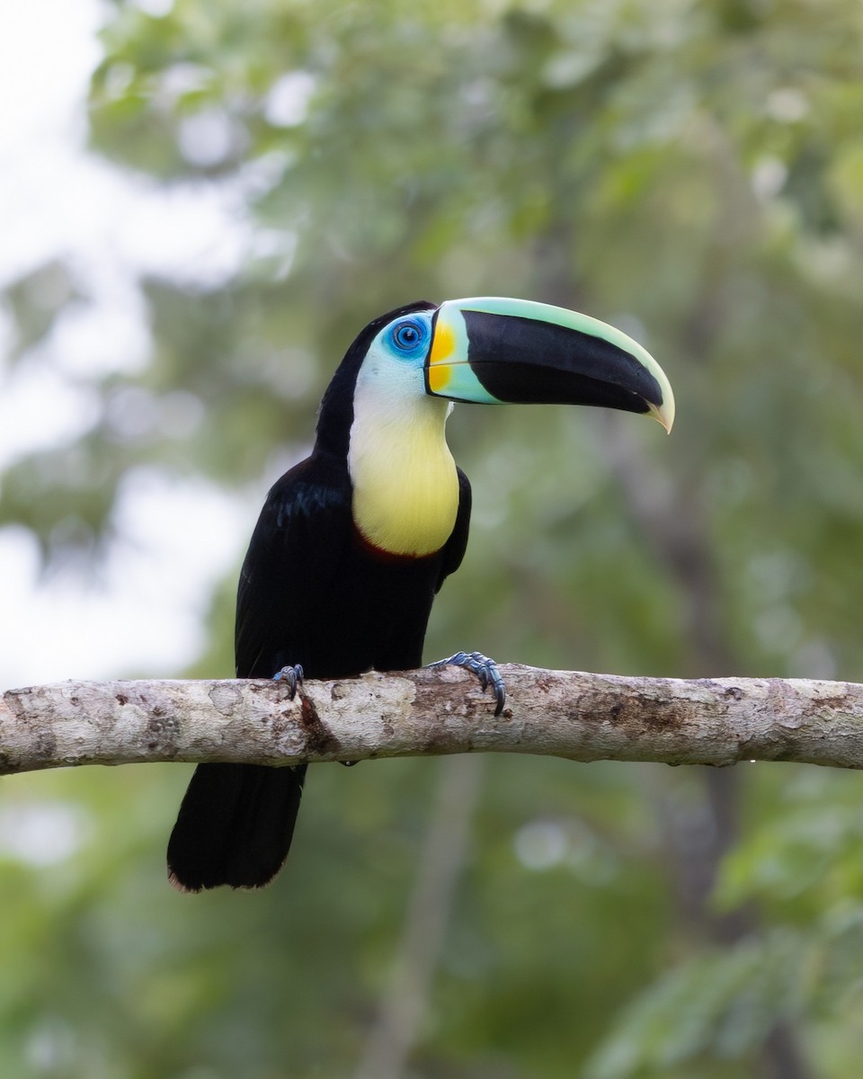 Channel-billed Toucan - ML644935294
