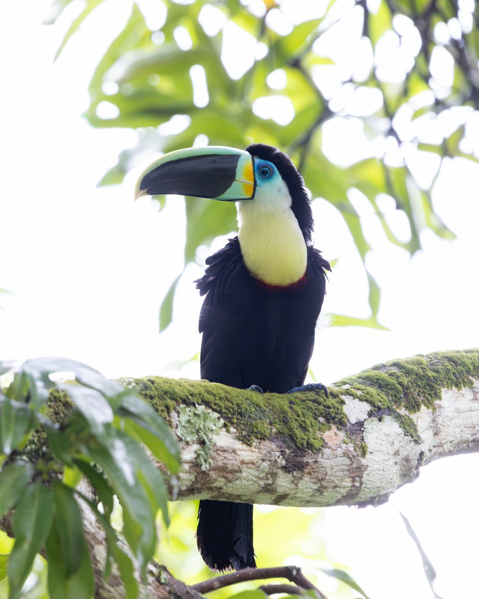 Channel-billed Toucan - ML644935295