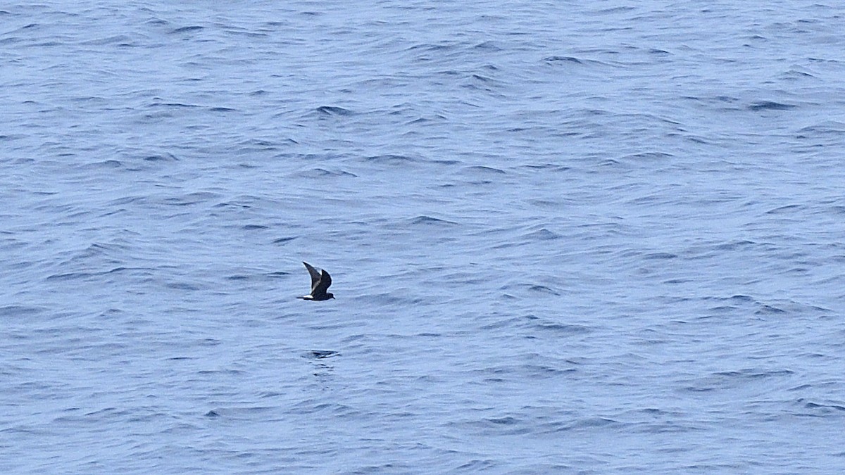 Paíño de Galápagos - ML644935308