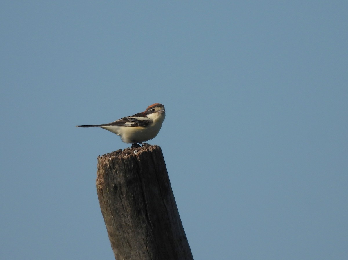 Woodchat Shrike - ML644935312