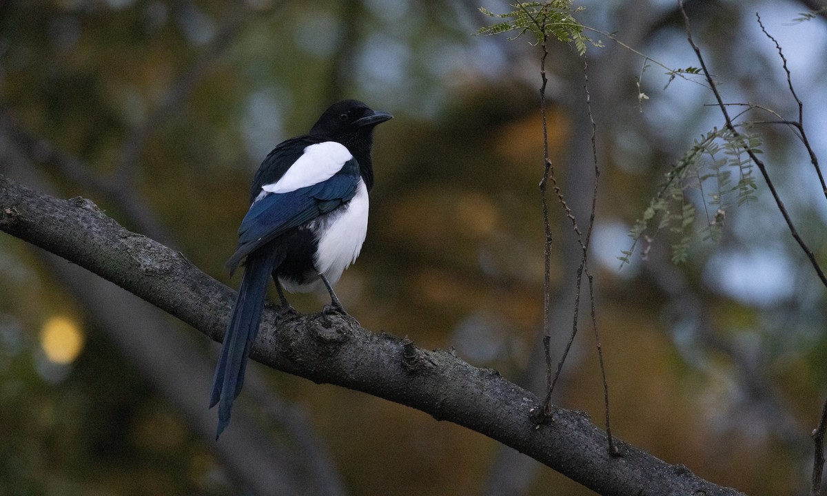 straka čínská - ML644935324