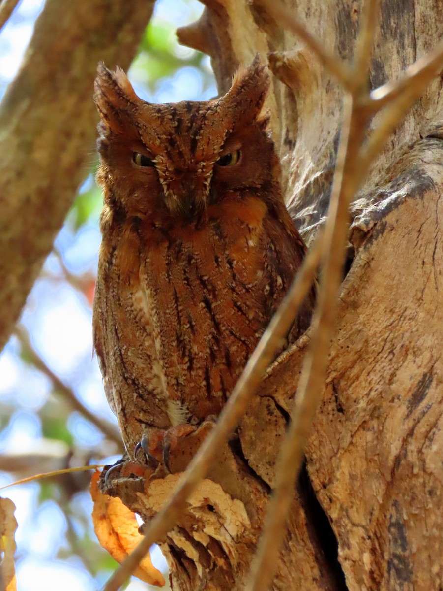 Madagascar Scops-Owl - ML644935327
