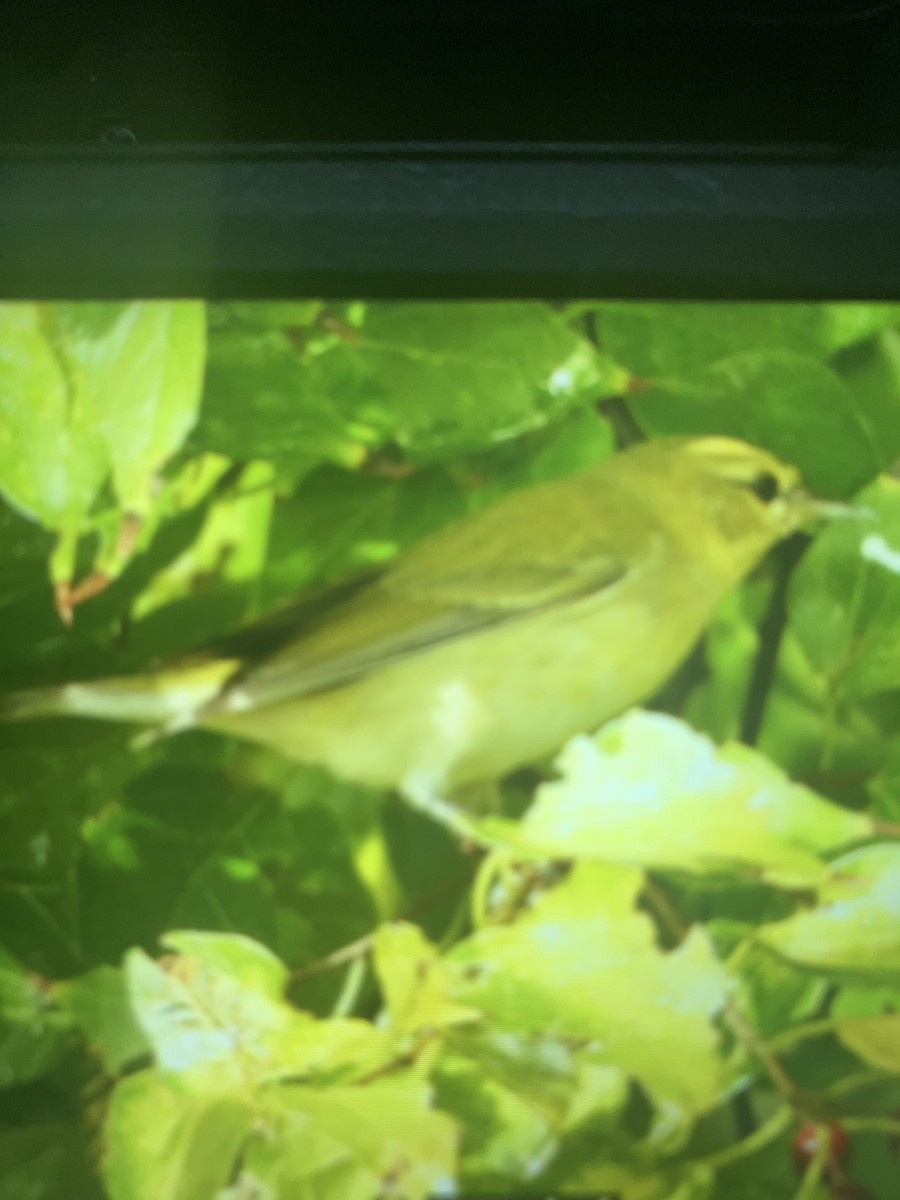 Tennessee Warbler - ML644935338
