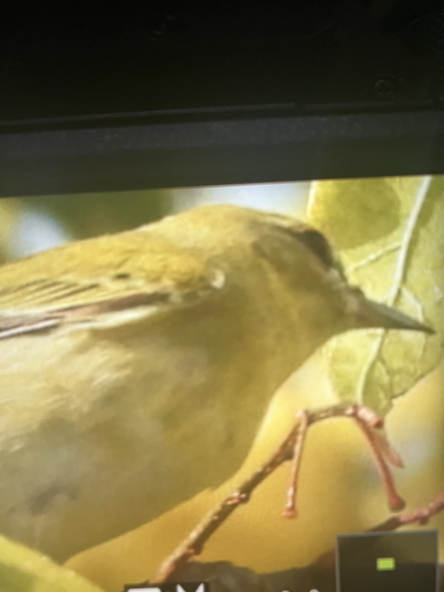 Tennessee Warbler - ML644935339