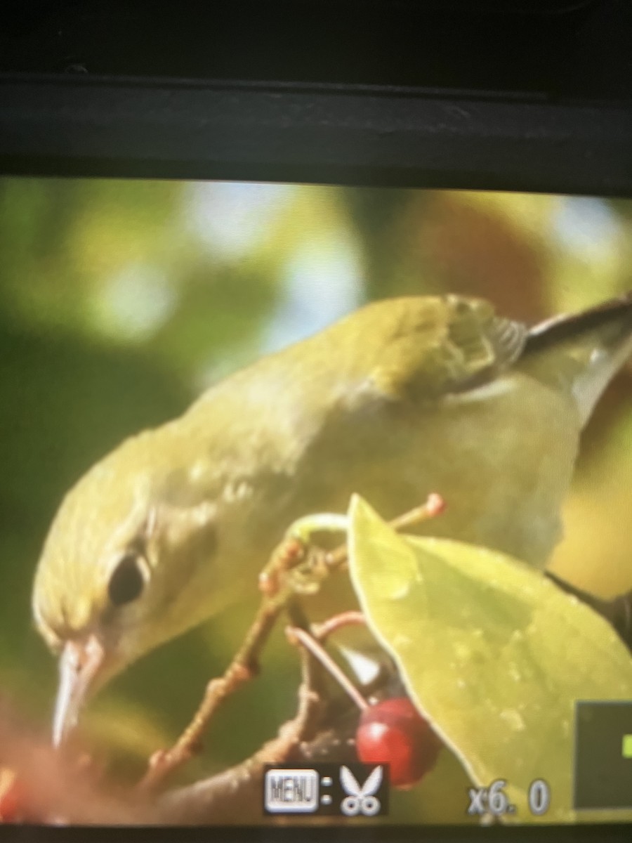 Tennessee Warbler - ML644935340