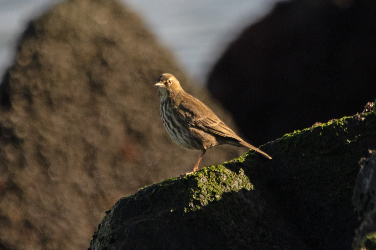 Bisbita Costero - ML644935363