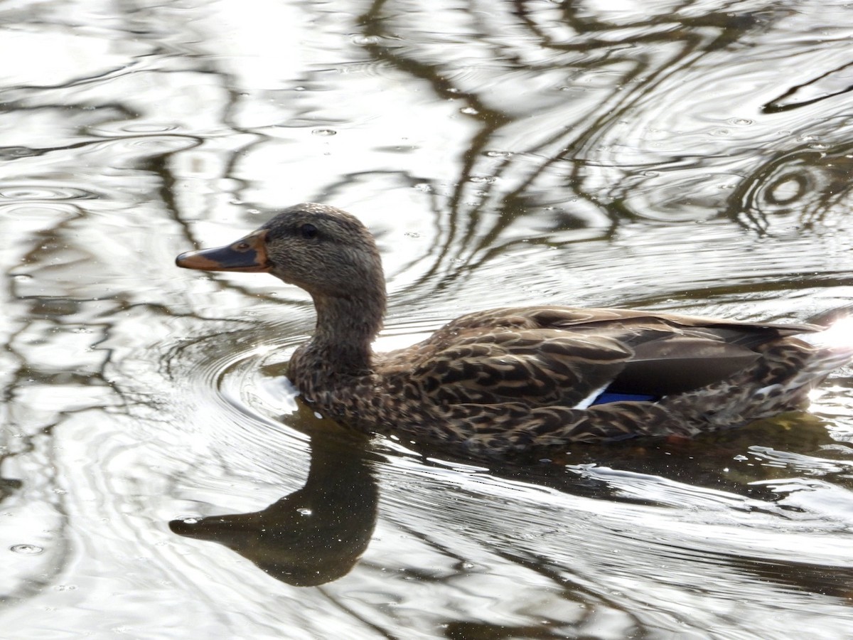 Mallard - ML644935367