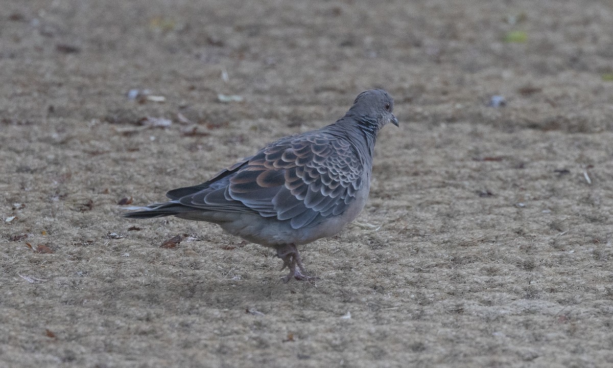 Oriental Turtle-Dove - ML644935371