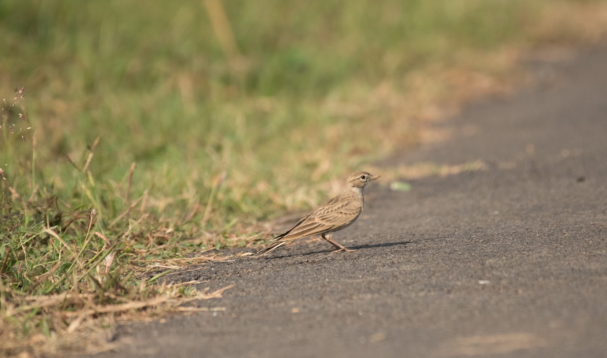 Alouette de Sykes - ML644935372