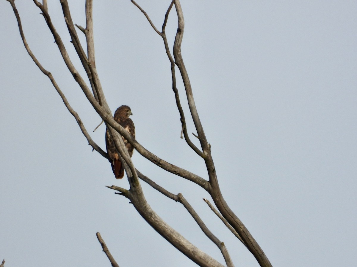 Red-tailed Hawk - ML644935382