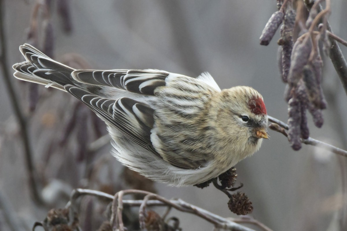 Redpoll - ML644935389