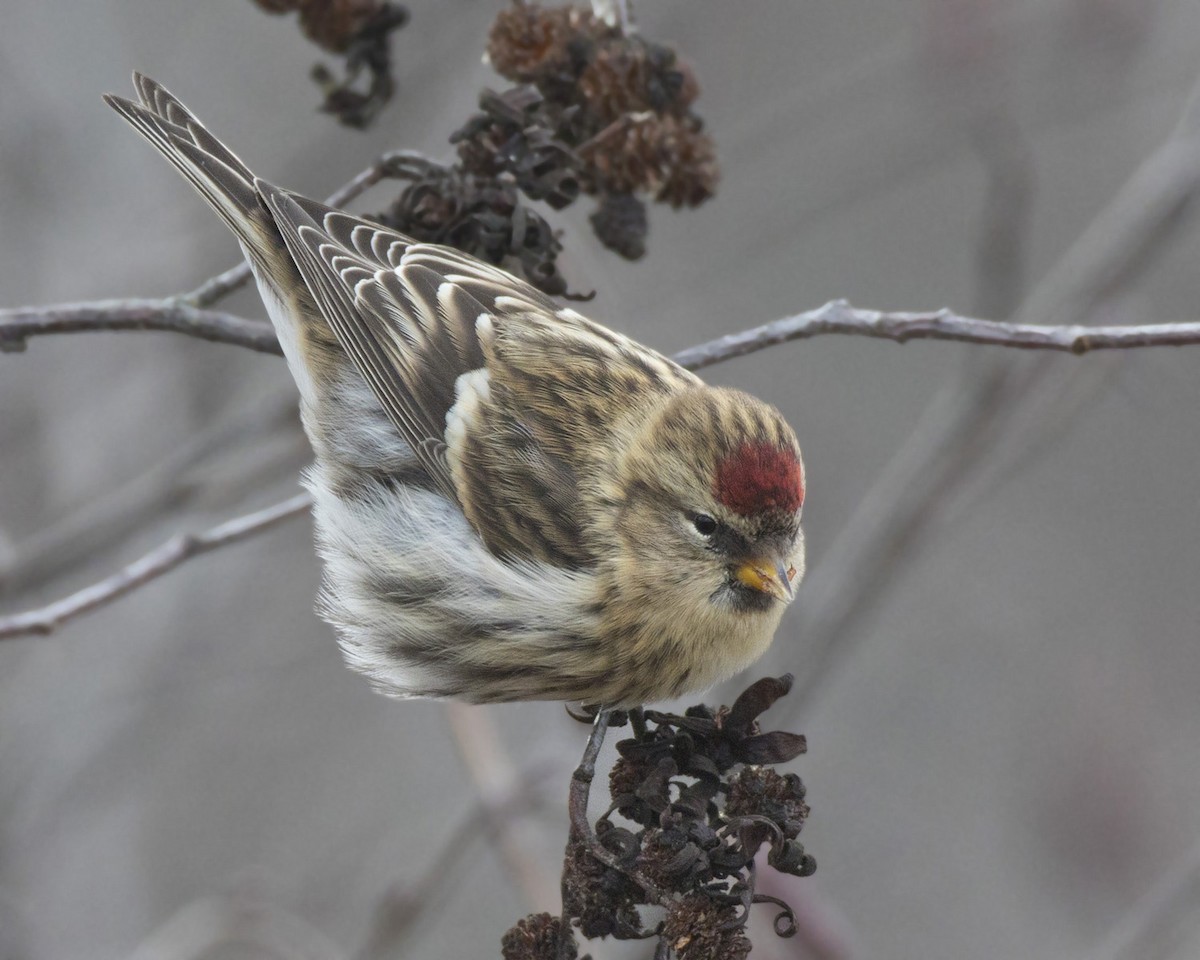 Redpoll - ML644935390