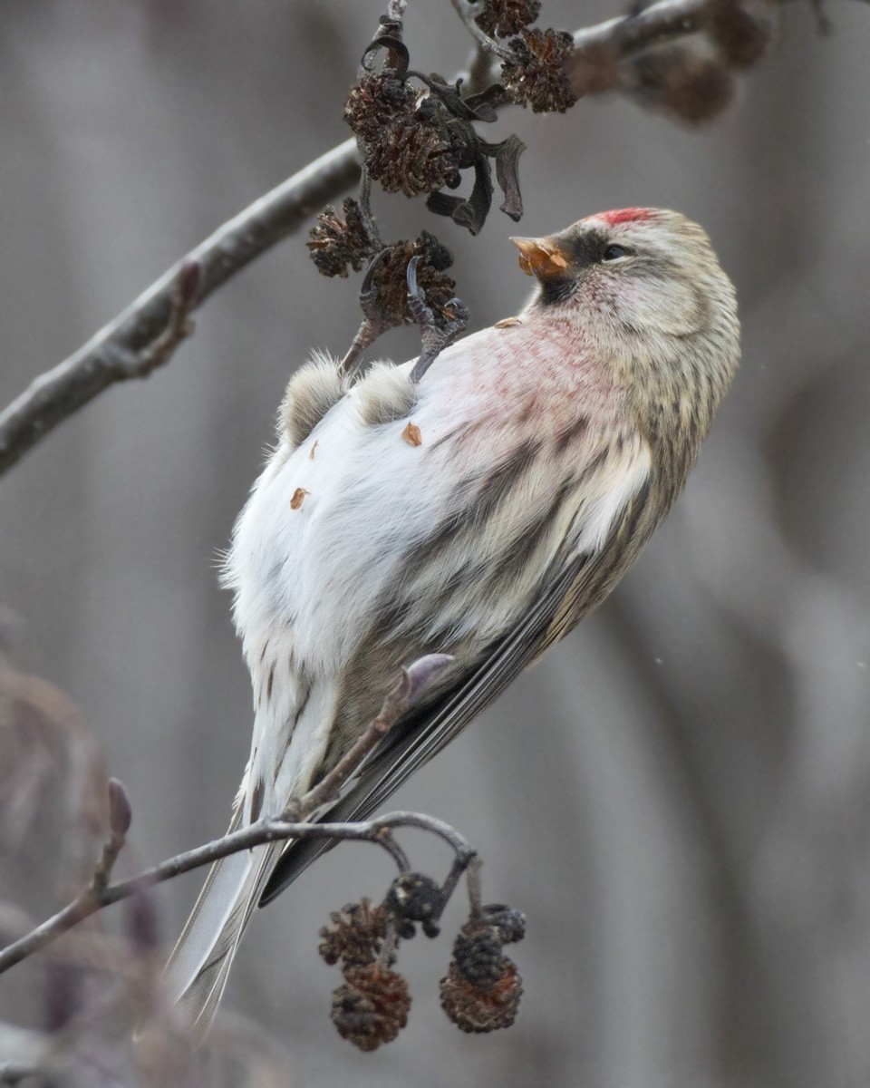 Redpoll - ML644935391