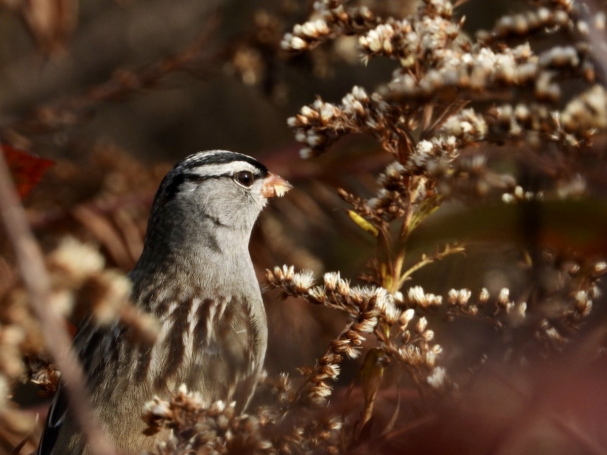 White-crowned Sparrow - ML644935392