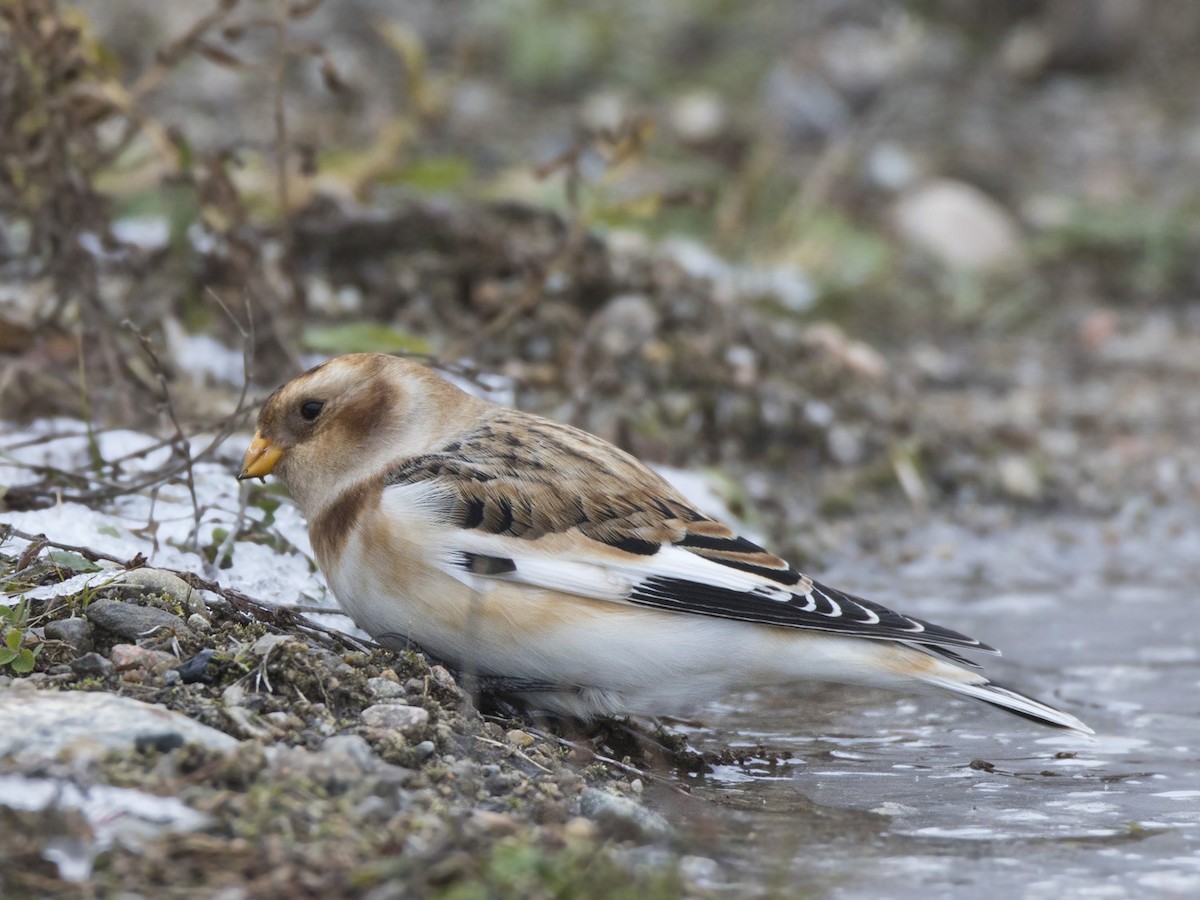 Snow Bunting - ML644935412