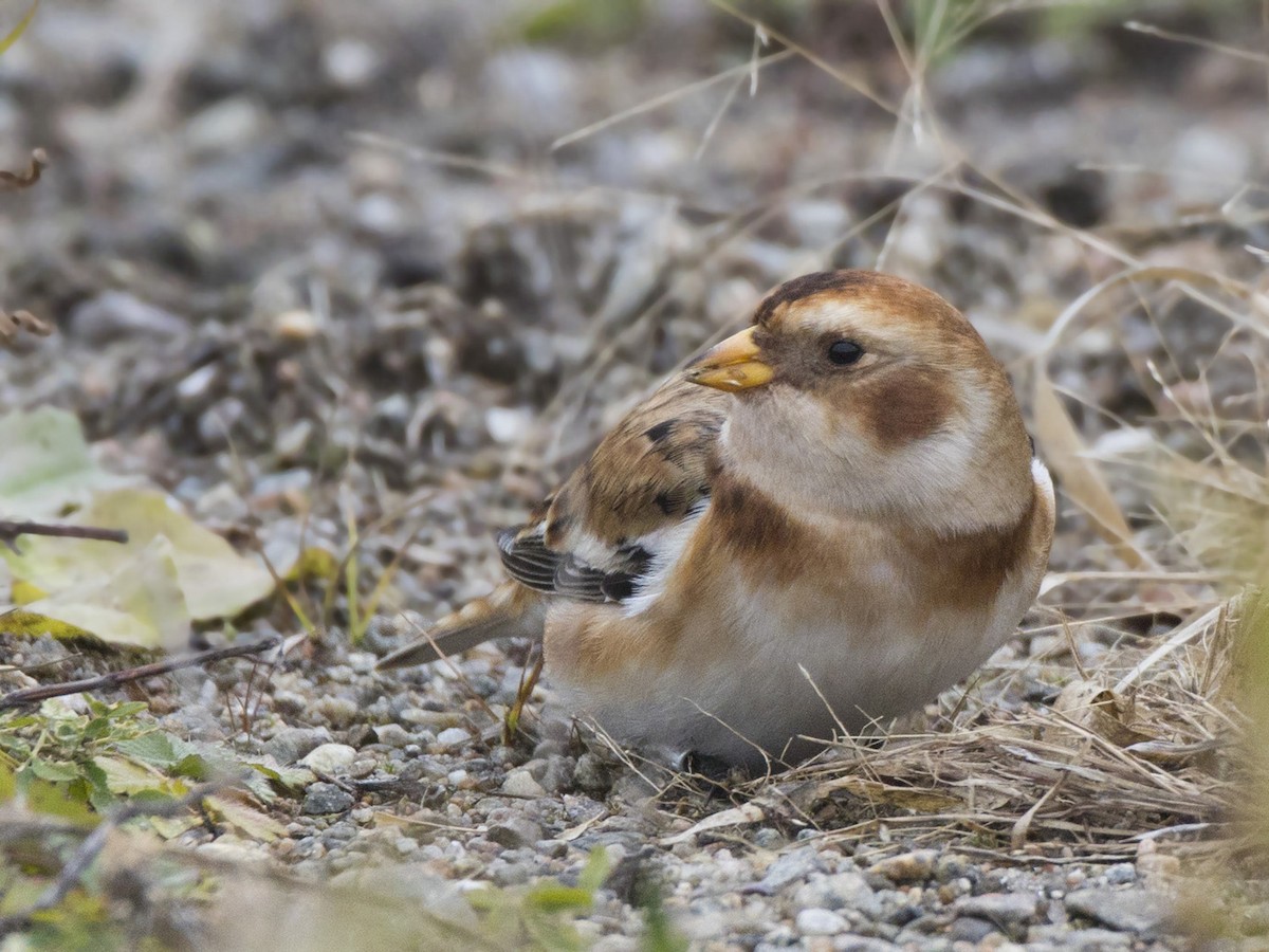 Snow Bunting - ML644935414