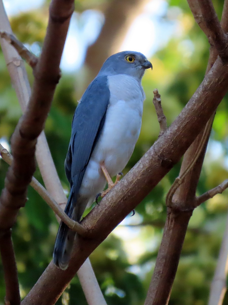 Frances's Sparrowhawk - ML644935419