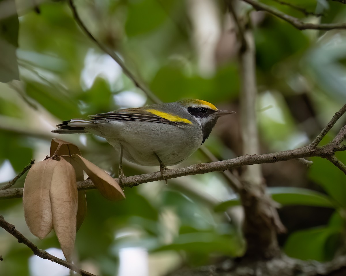 Golden-winged Warbler - ML644935432