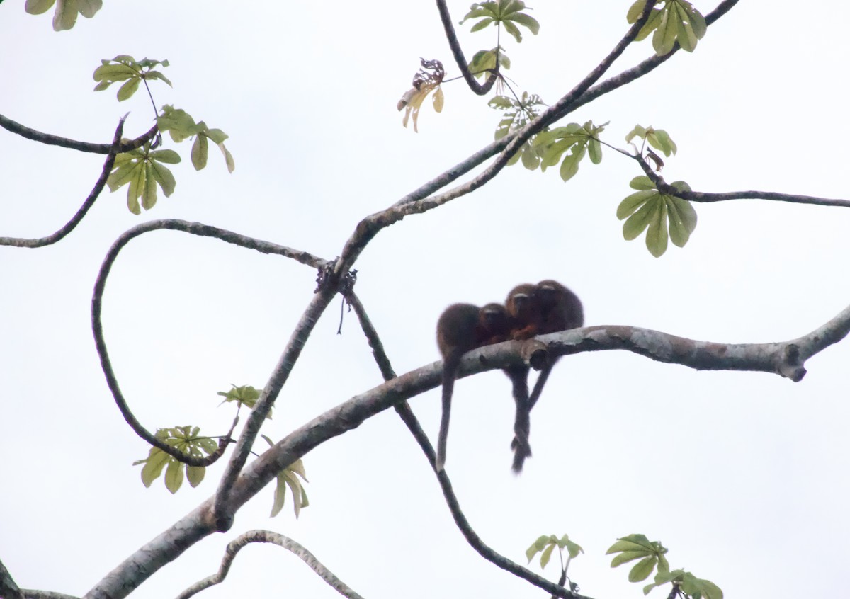 White-tailed Titi - ML644935435