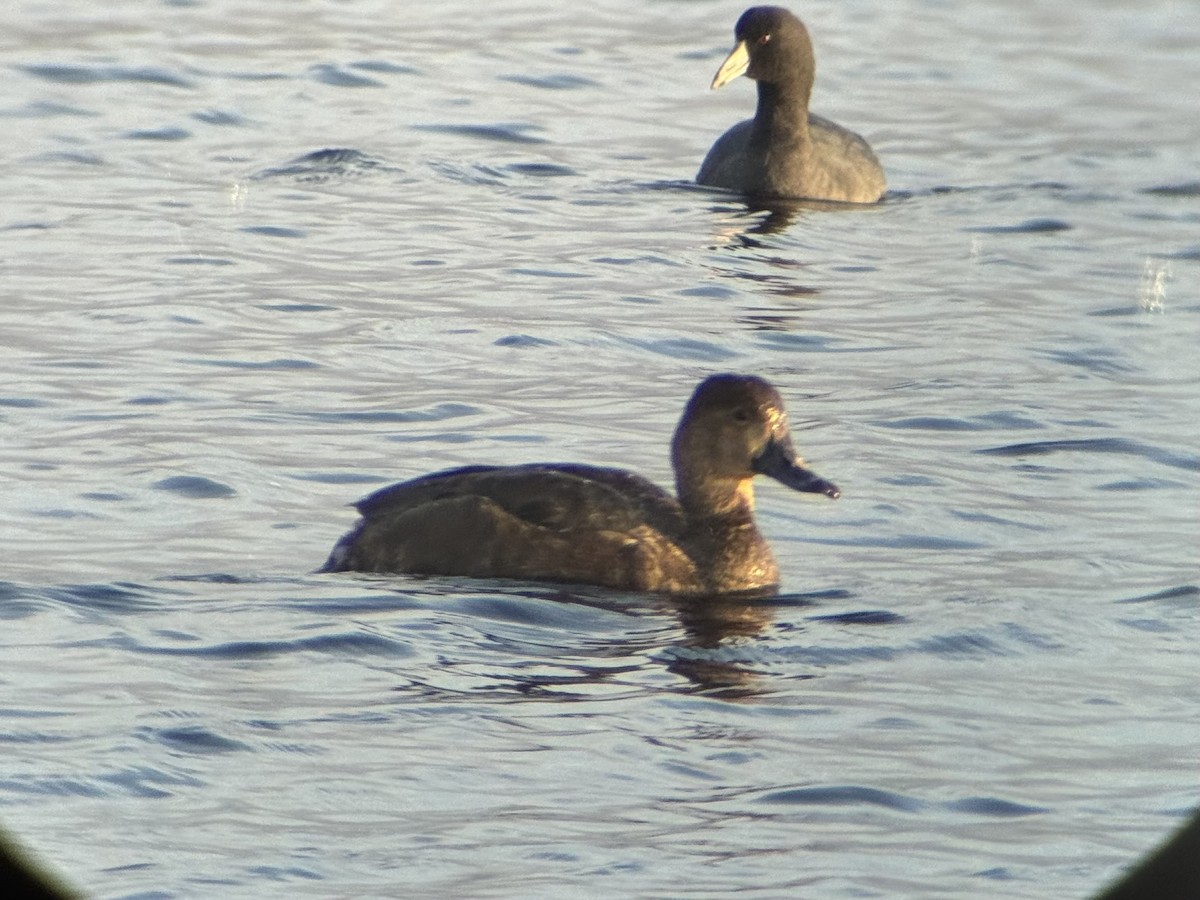 Redhead - ML644935440