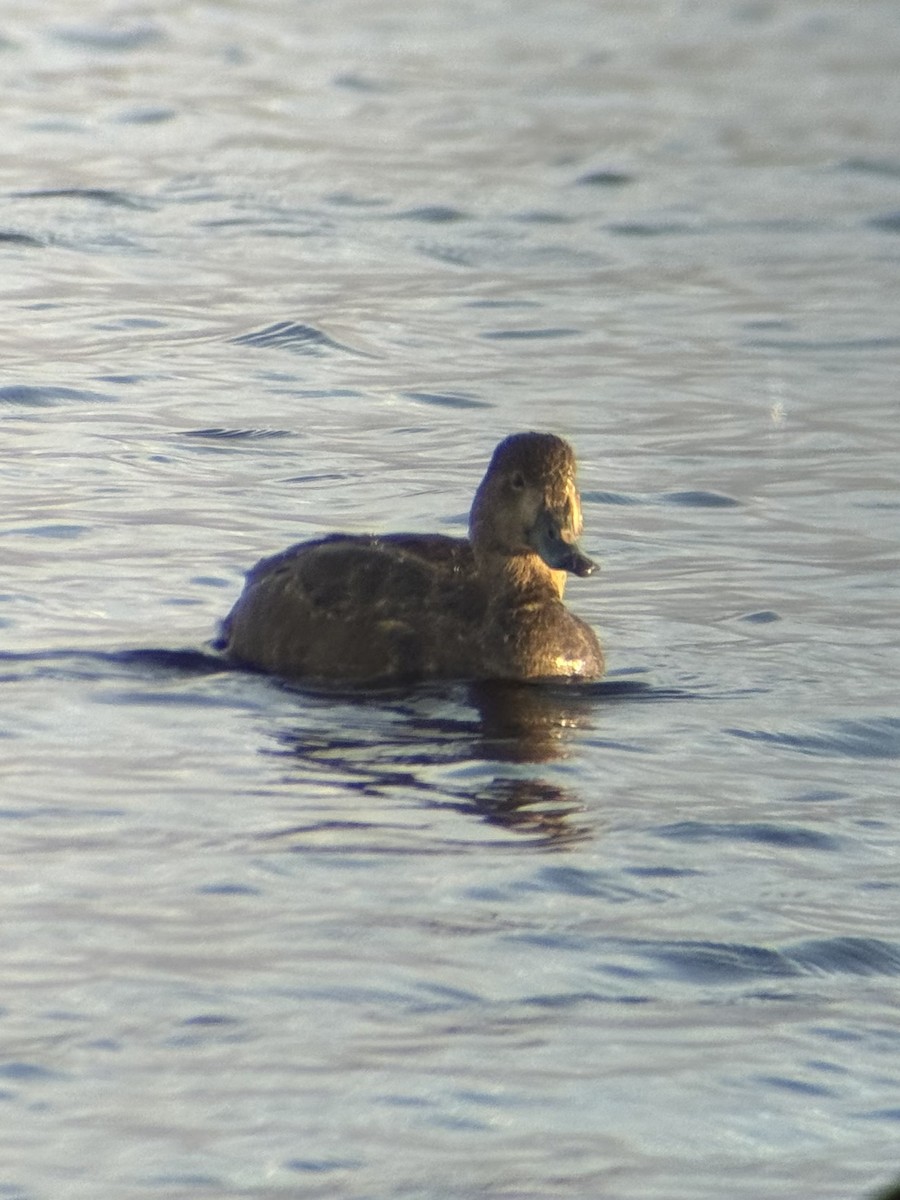 Redhead - ML644935441
