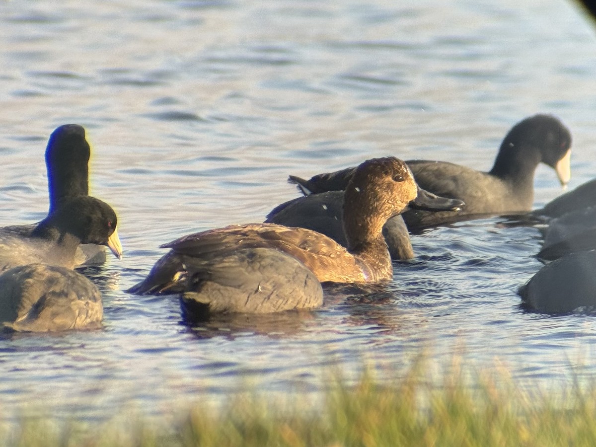 Redhead - ML644935442
