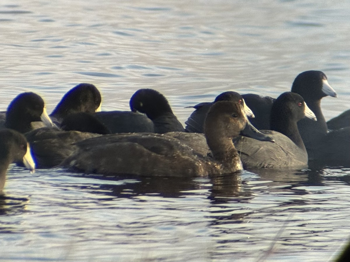 Redhead - ML644935443